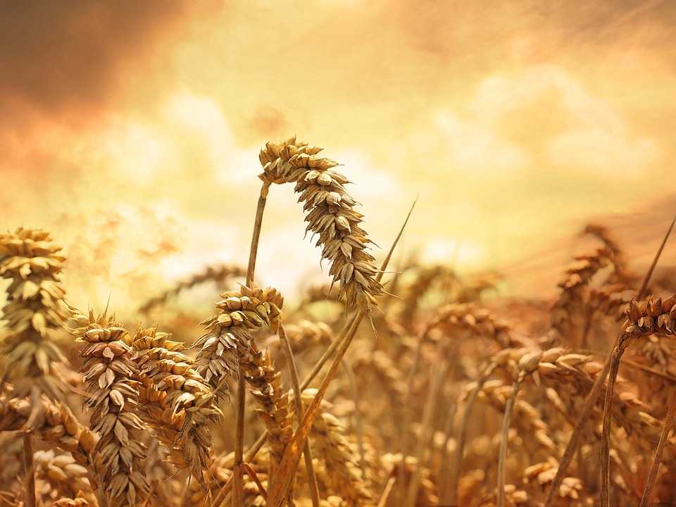 1747377018223514EdAj.jpg wheat-639779_960_720.jpg